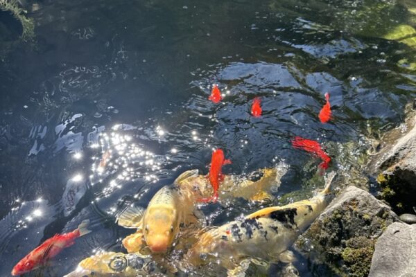 Gregson Family Dentistry_Office Tour_20250925_0015