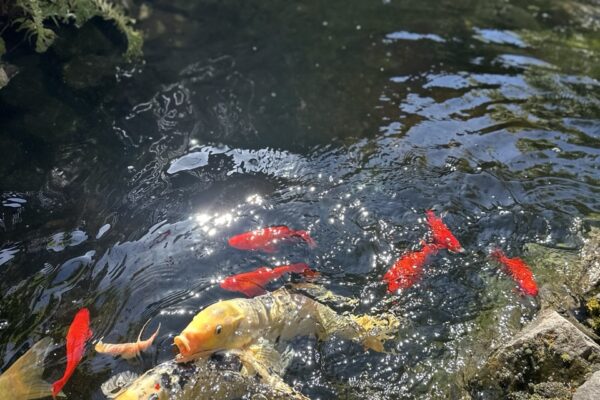 Gregson Family Dentistry_Office Tour_20250925_0016