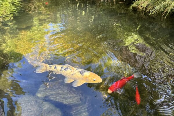 Gregson Family Dentistry_Office Tour_20250925_0023