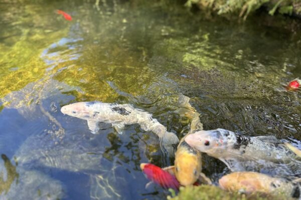 Gregson Family Dentistry_Office Tour_20250925_0024