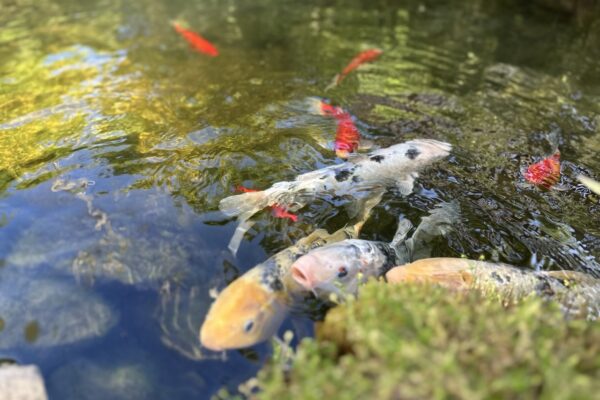 Gregson Family Dentistry_Office Tour_20250925_0025