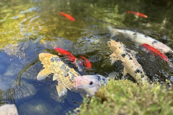 Gregson Family Dentistry_Office Tour_20250925_0026