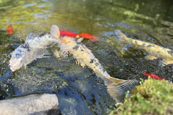 Gregson Family Dentistry_Office Tour_20250925_0027