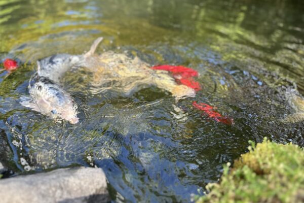 Gregson Family Dentistry_Office Tour_20250925_0028