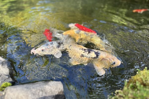 Gregson Family Dentistry_Office Tour_20250925_0029