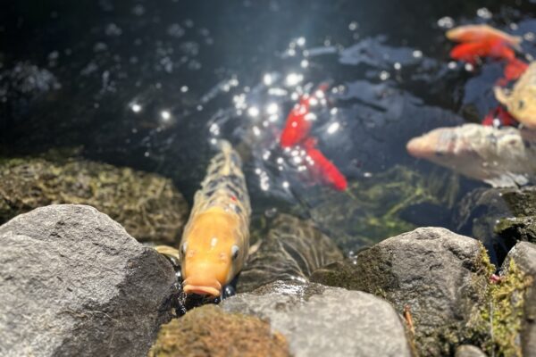 Gregson Family Dentistry_Office Tour_20250925_0036